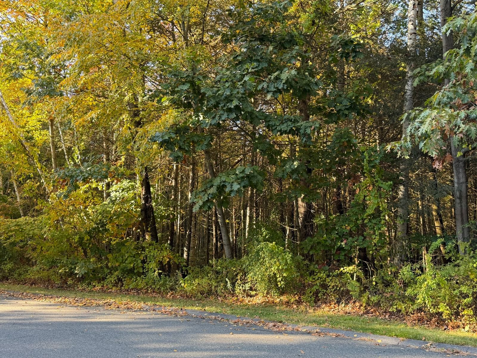 0 Pine Cone Lane Lot 28, Ludlow, MA 01056 photo 5