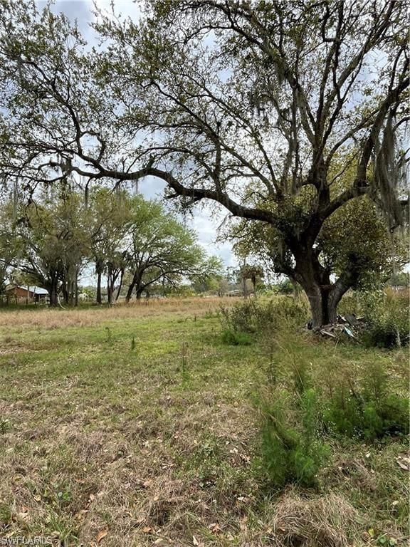 17181 Katydid LN photo 2