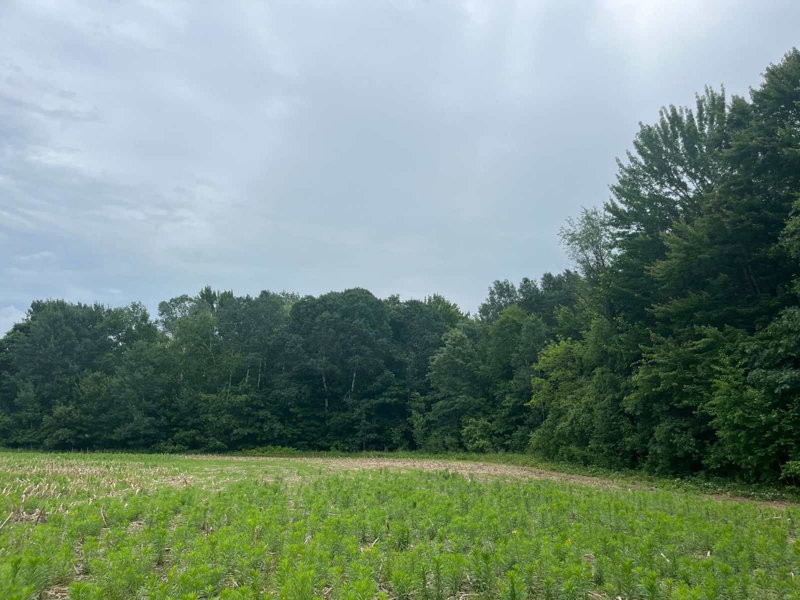 TBD (Lot 4) Hemingway Avenue