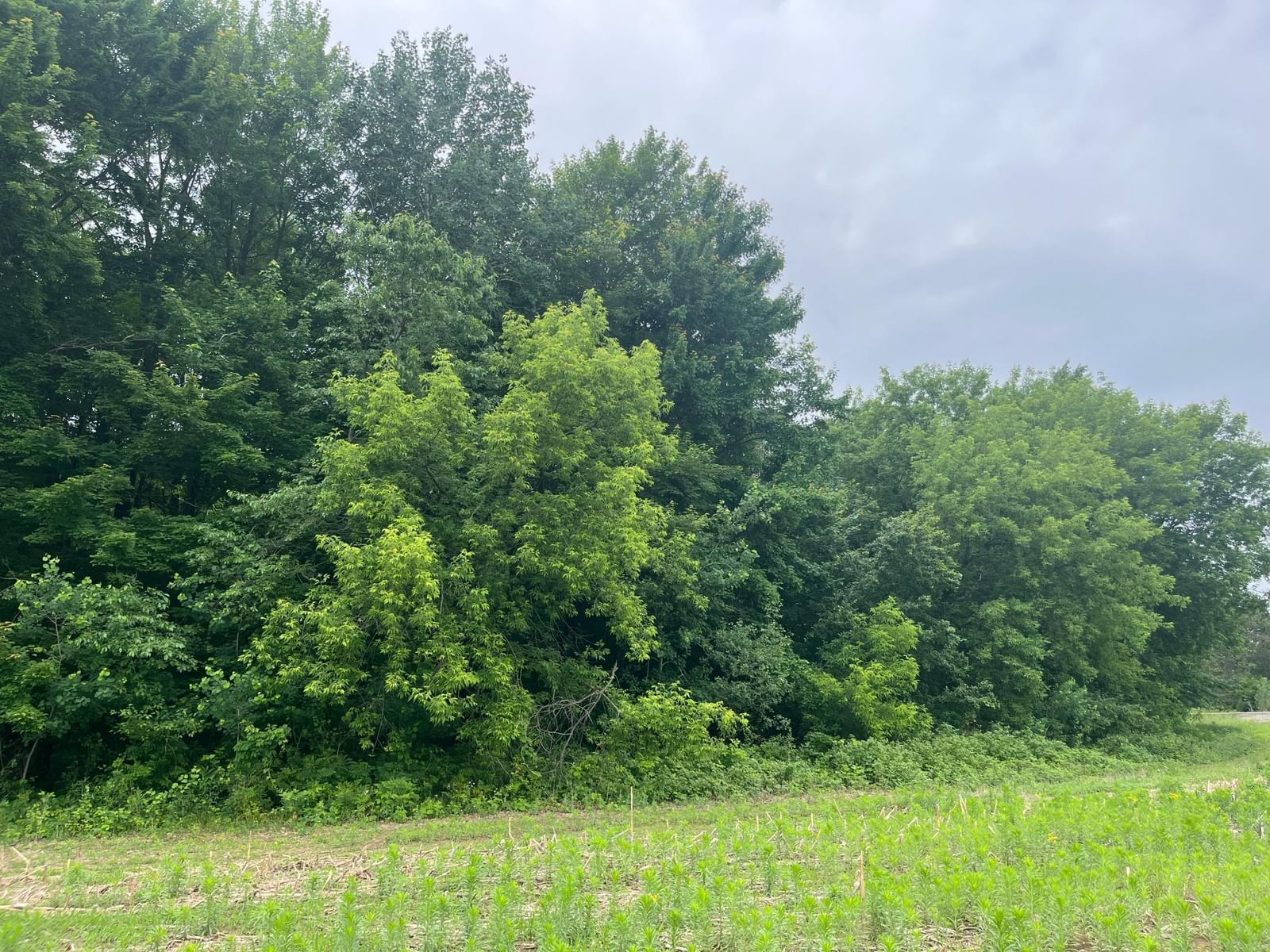 TBD (Lot 4) Hemingway Avenue