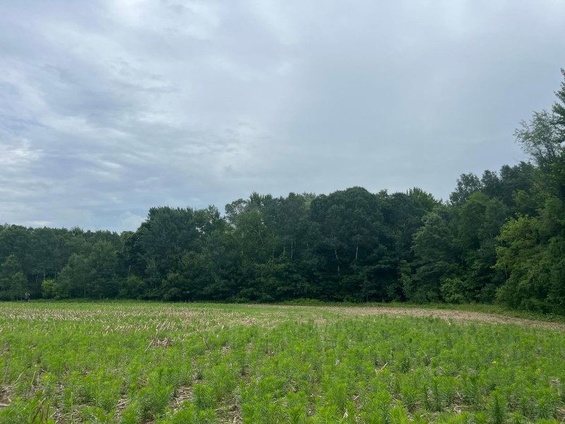 TBD (Lot 4) Hemingway Avenue - Photo 4