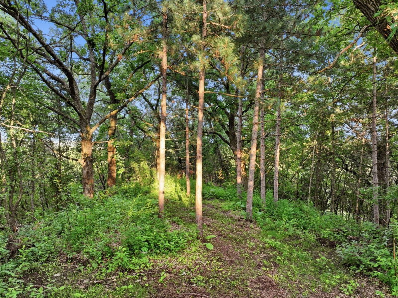 10761 Penfield Avenue Court N - Photo 66