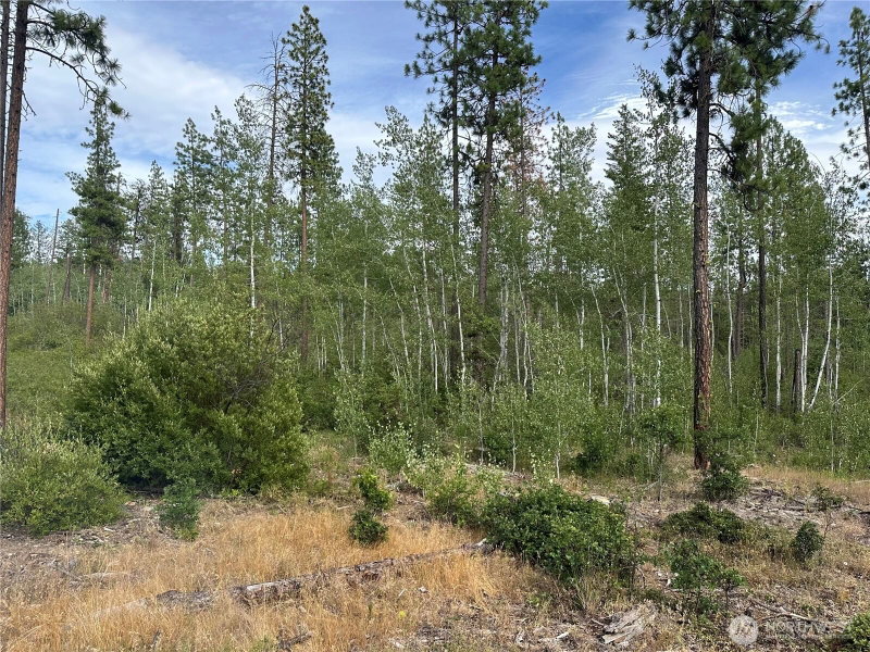 3 Greyback Mt Road photo 3