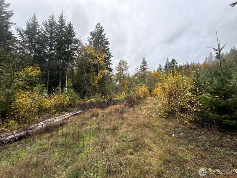 4 XX Forest Road 52 photo 2