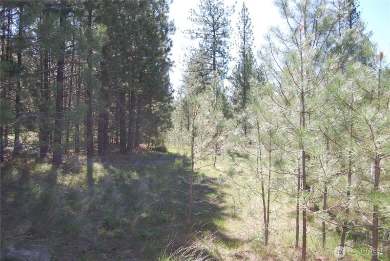 4 Chief Joseph Spur East photo 19