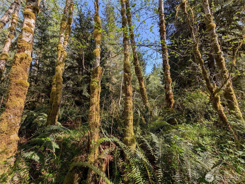 999 Hoh River Park Drive photo 40