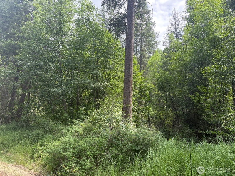 111 TBD Lambert Creek Road photo 2