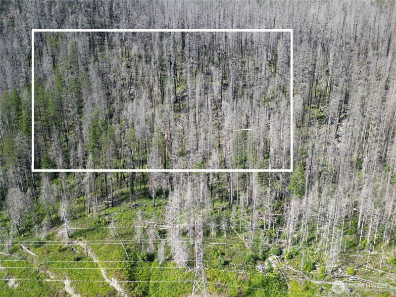 0 xx Skykomish Woods photo 2