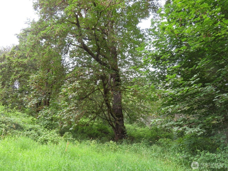 0 XXX Del Ray Road photo 2