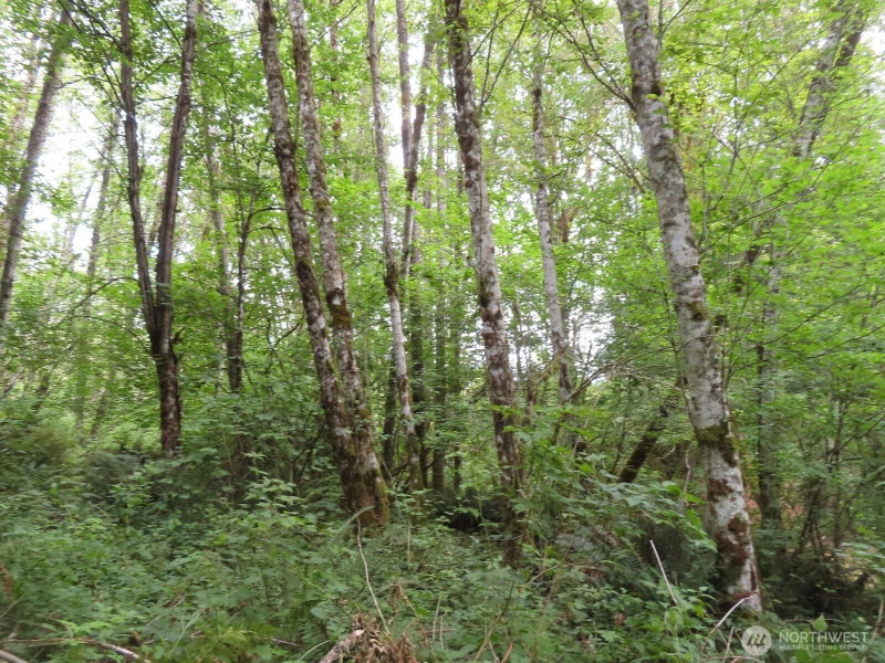 0 XXX Del Ray Road photo 25