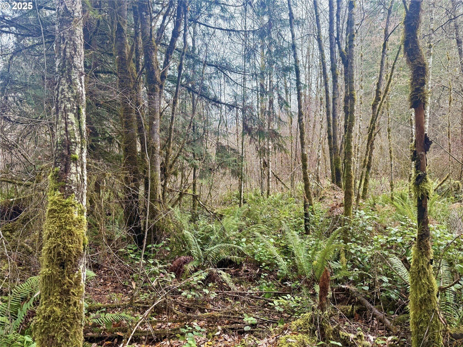 Listing photo 4 of 40, 298 BOONE RD, Toledo, WA, 98591