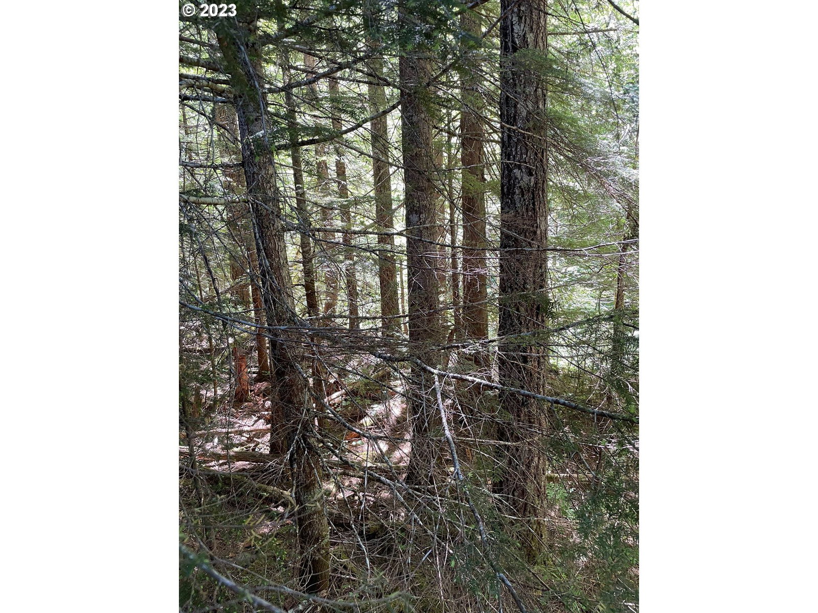 Listing photo 4 of 16, Forest Road 4610, Estacada, OR, 97023