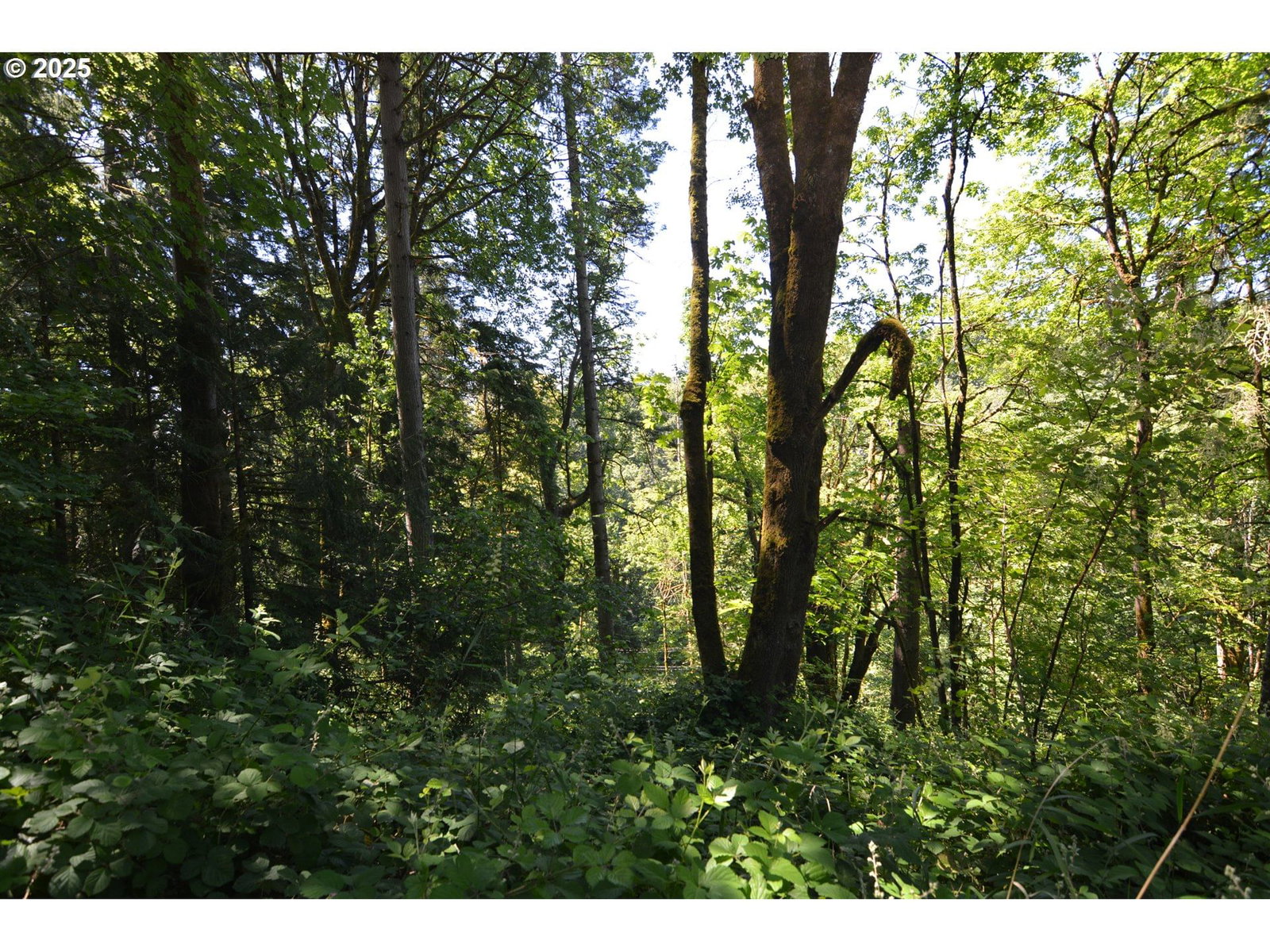 Listing photo 4 of 12, 2429 Archwood DR, Longview, WA, 98632