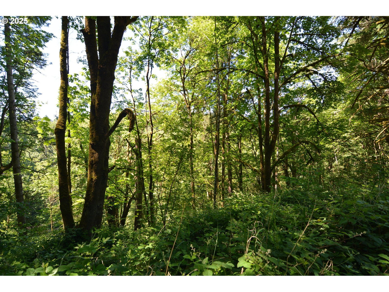 Listing photo 5 of 12, 2429 Archwood DR, Longview, WA, 98632