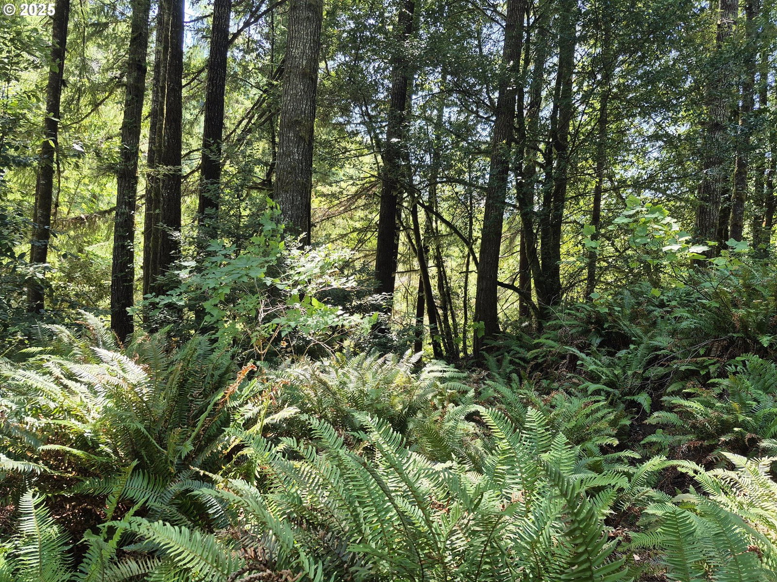 Listing photo 4 of 18, Middle Creek Rd. DR #700, Myrtle Point, OR, 97458