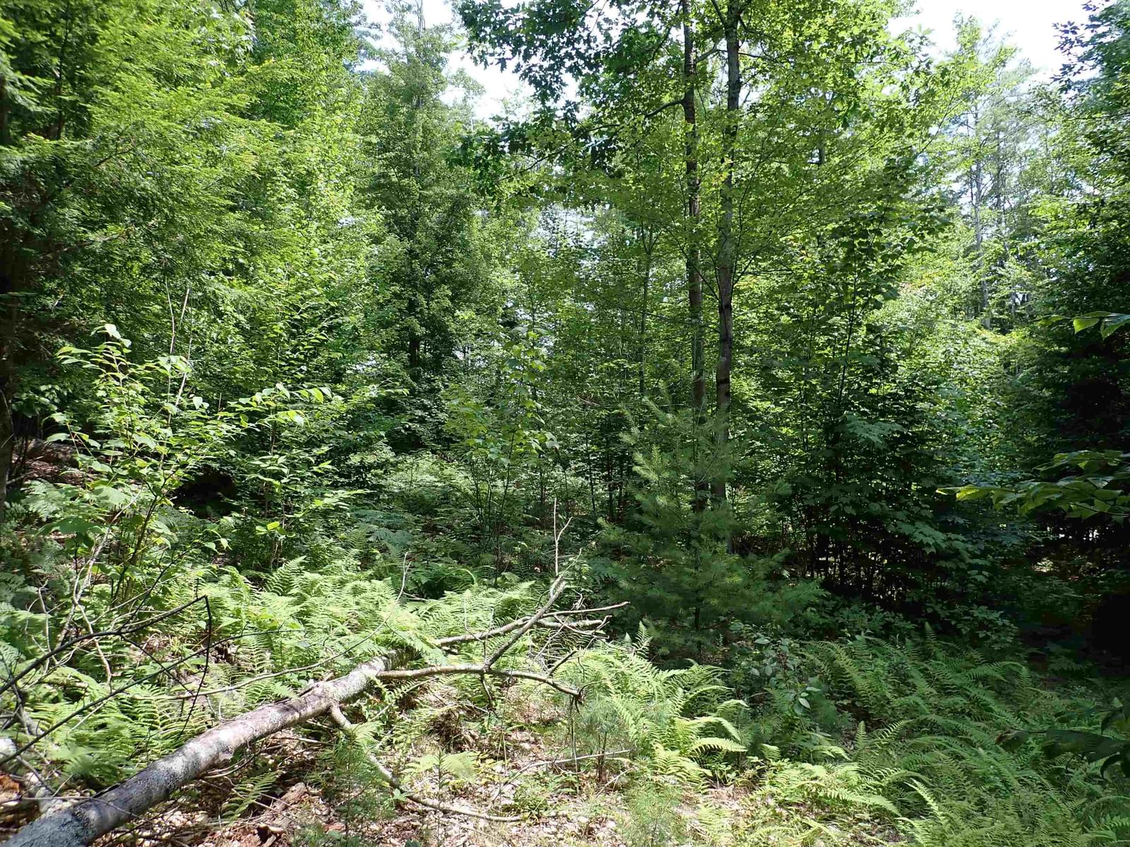0 South Hill Road, Jamaica, VT 05343 photo 2