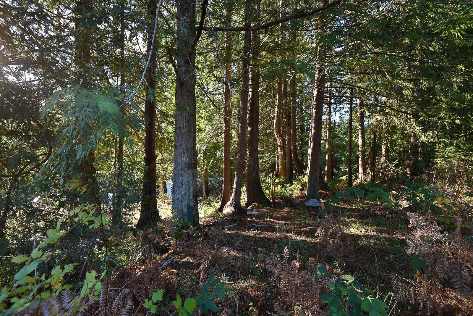 Listing Image 31