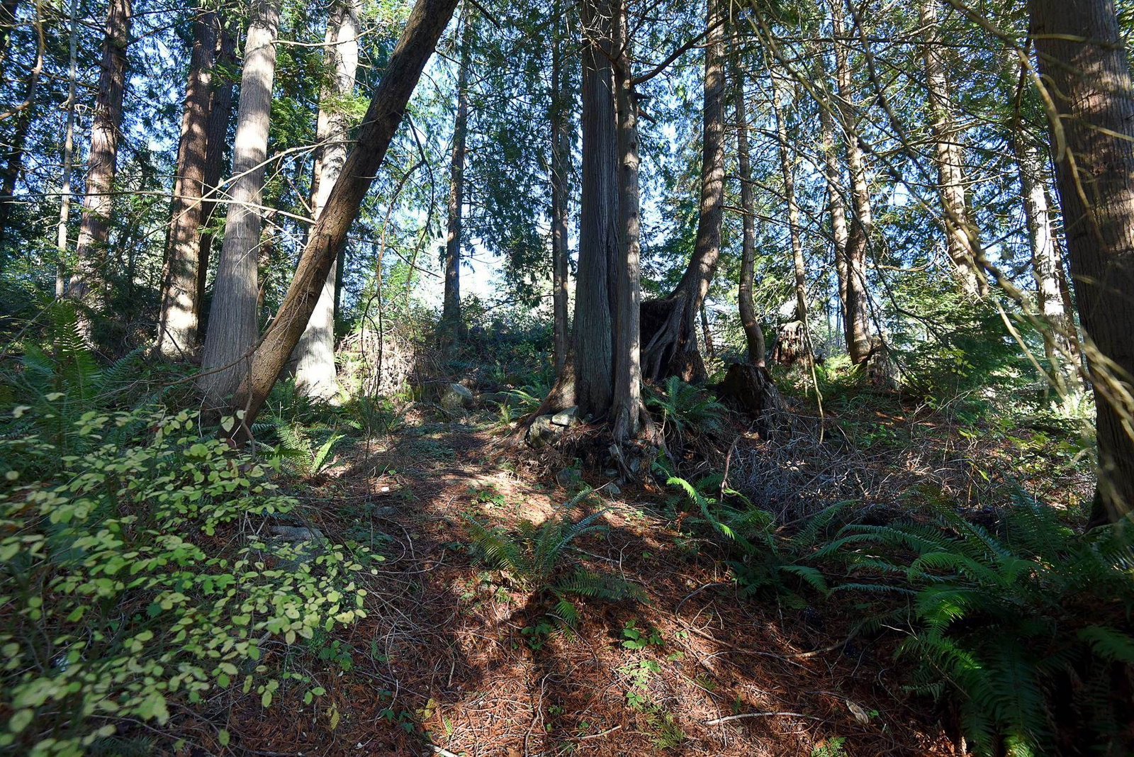 Listing Image 32