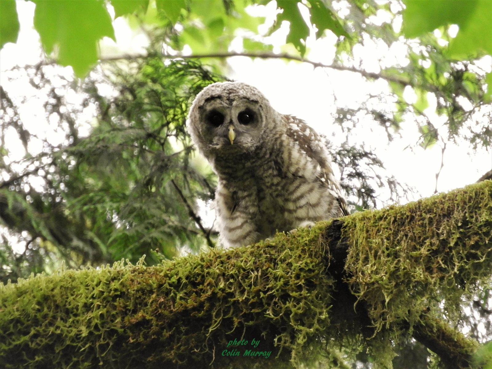 Listing Image 36