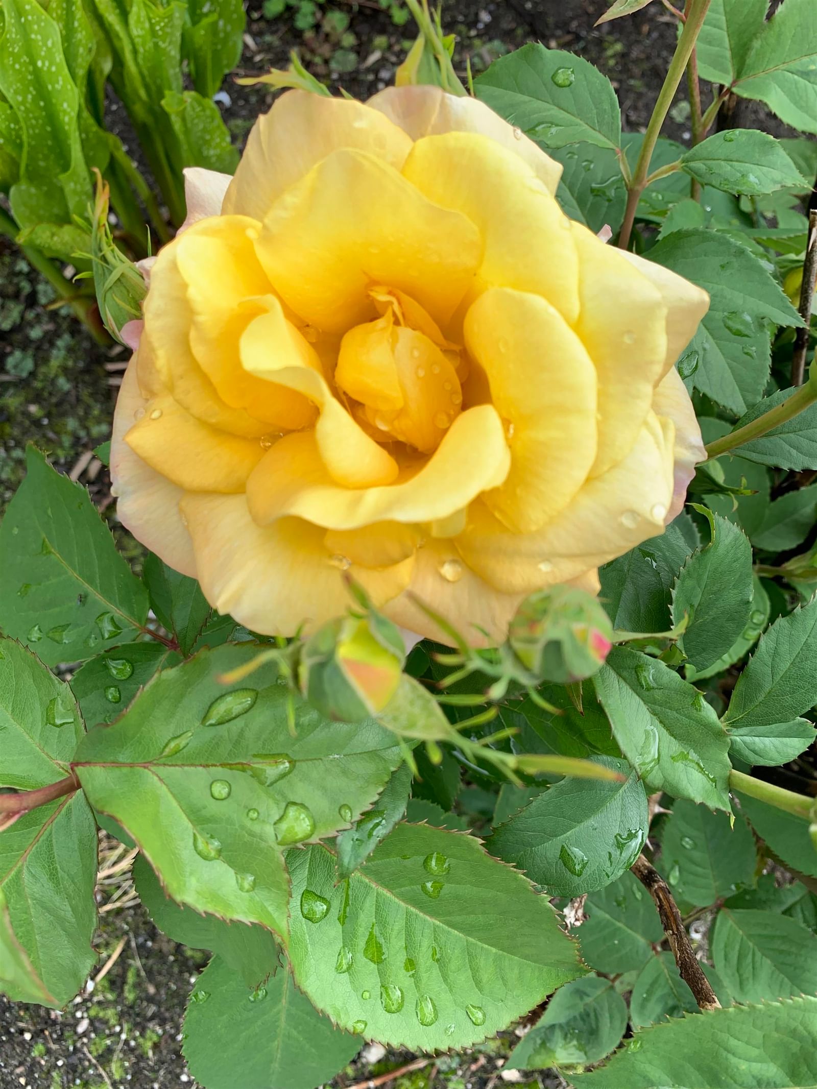 Listing Image 32