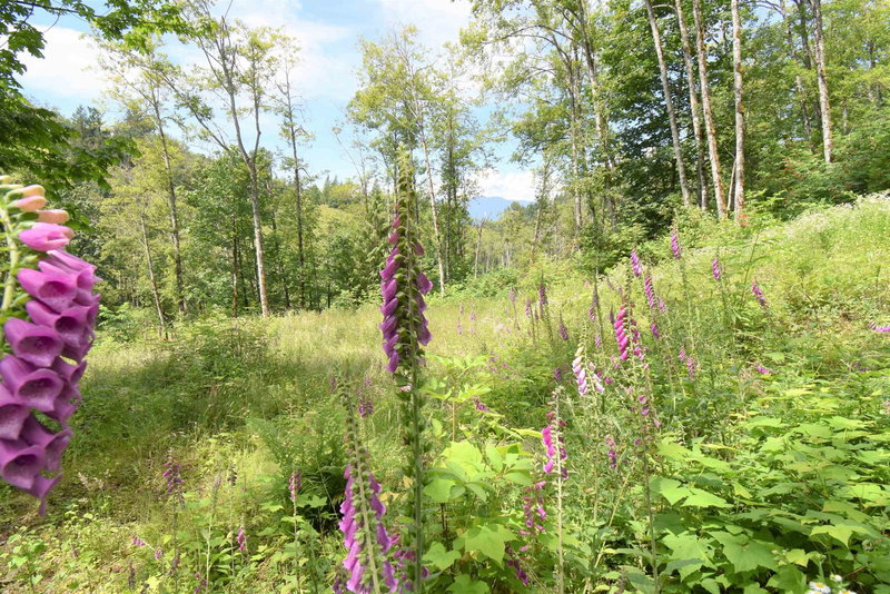 48875 Elk View Road, Chilliwack, V4Z 1G7 | Image 2