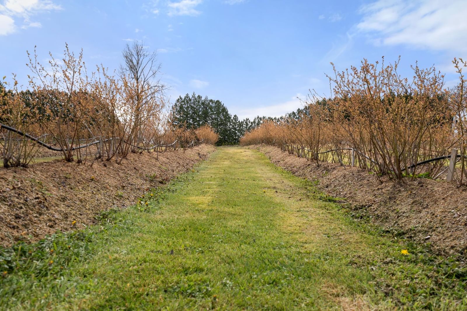 Listing Image 39
