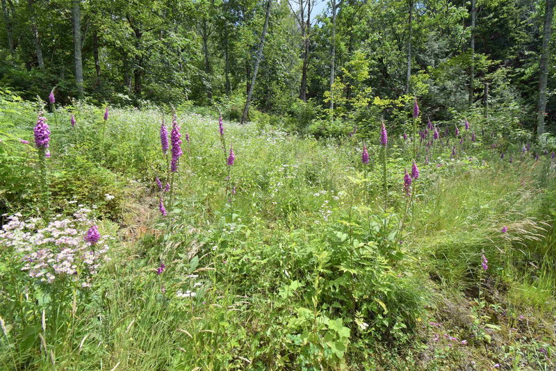 48875 Elk View Road, Chilliwack, V4Z 1G7 | Image 2