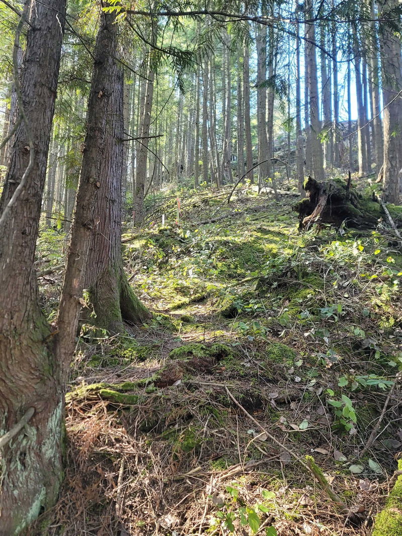 135 Oak Court, Anmore, V3H 4W9 | Image 2