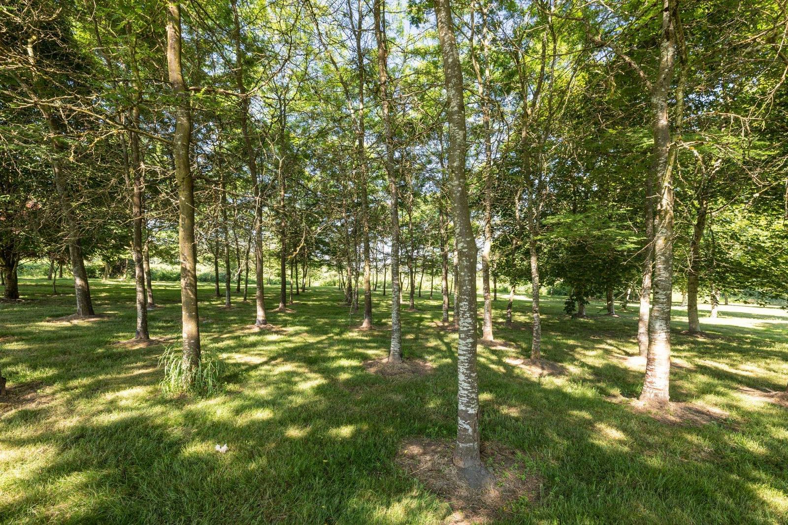 Listing Image 31