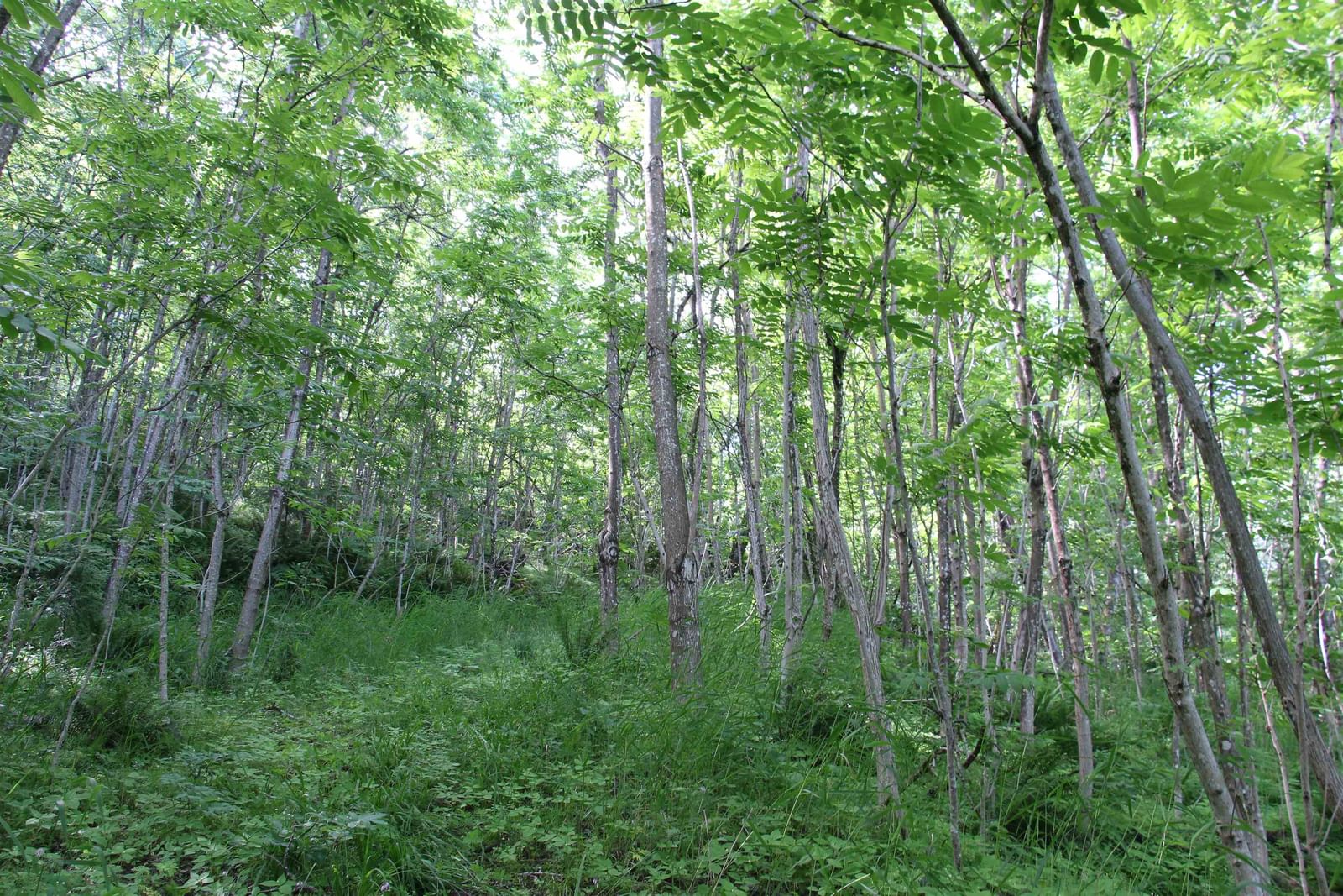 Listing Image 8