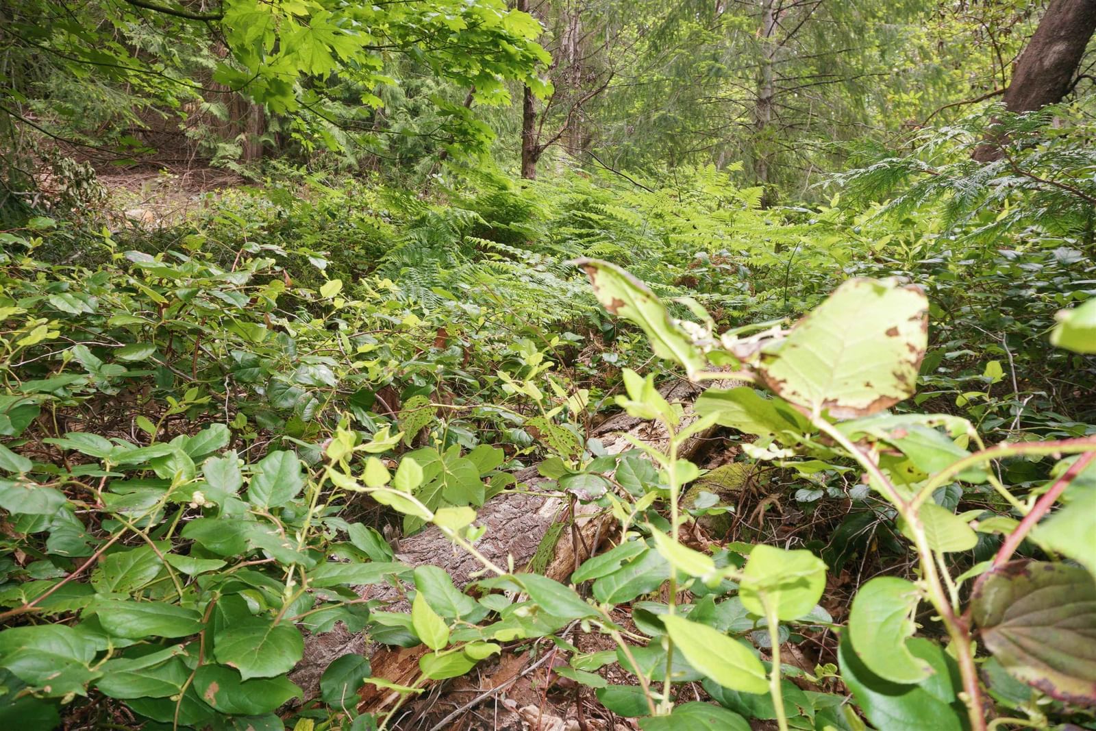 Listing Image 6