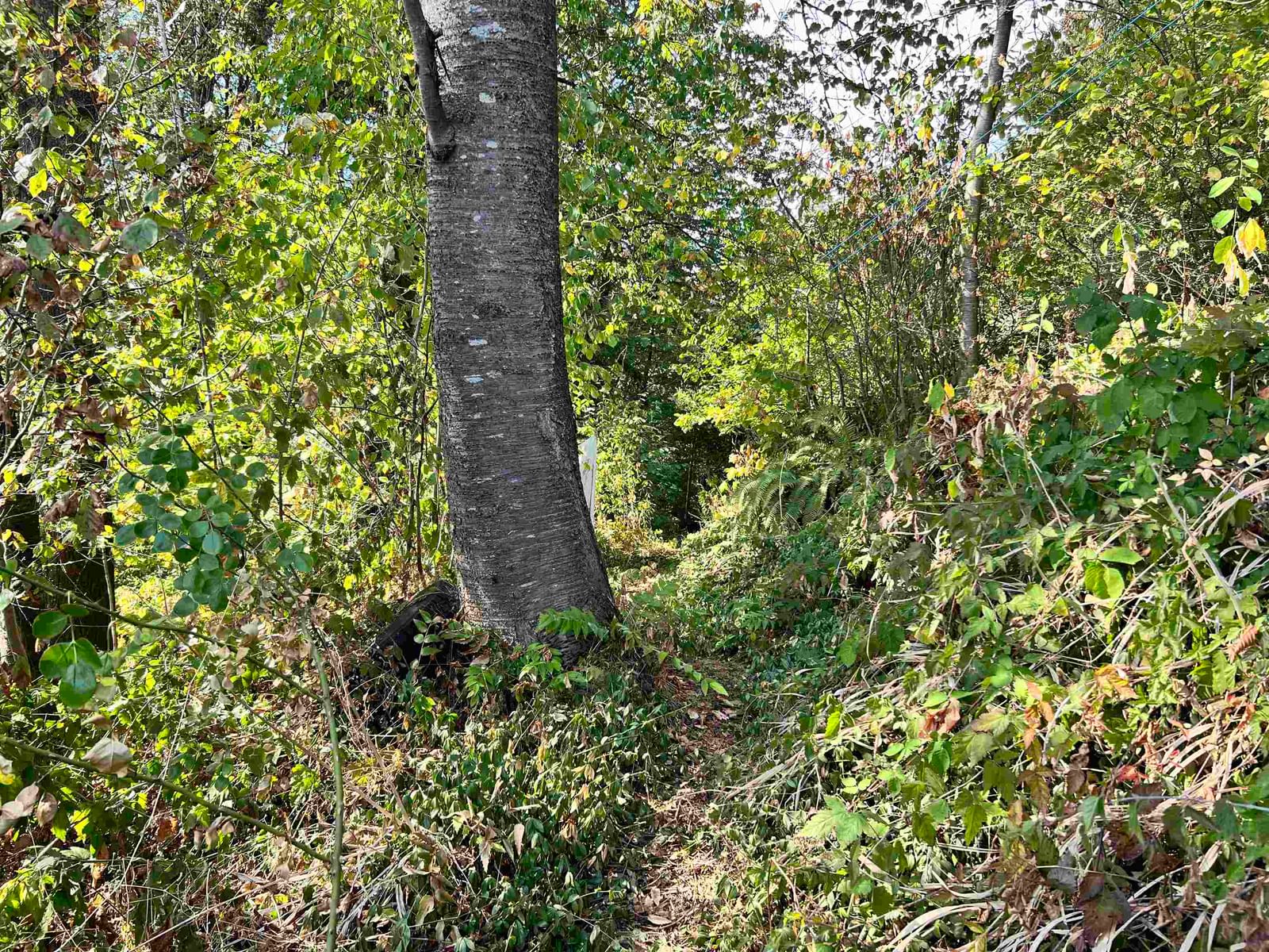 Listing Image 28