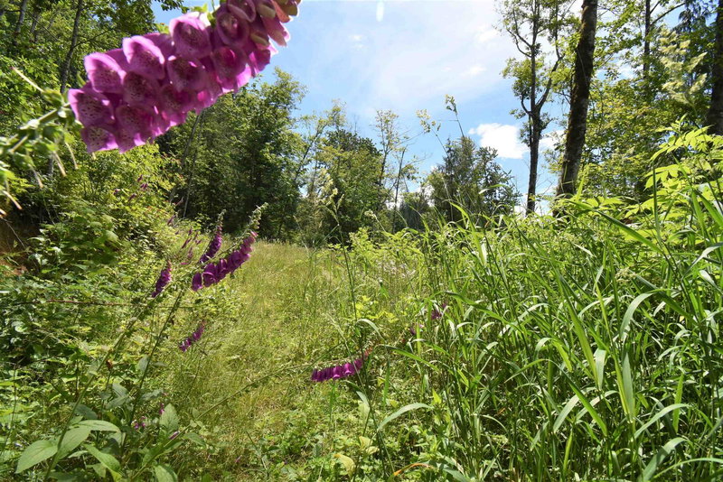 48875 Elk View Road, Chilliwack, V4Z 1G7 | Image 2