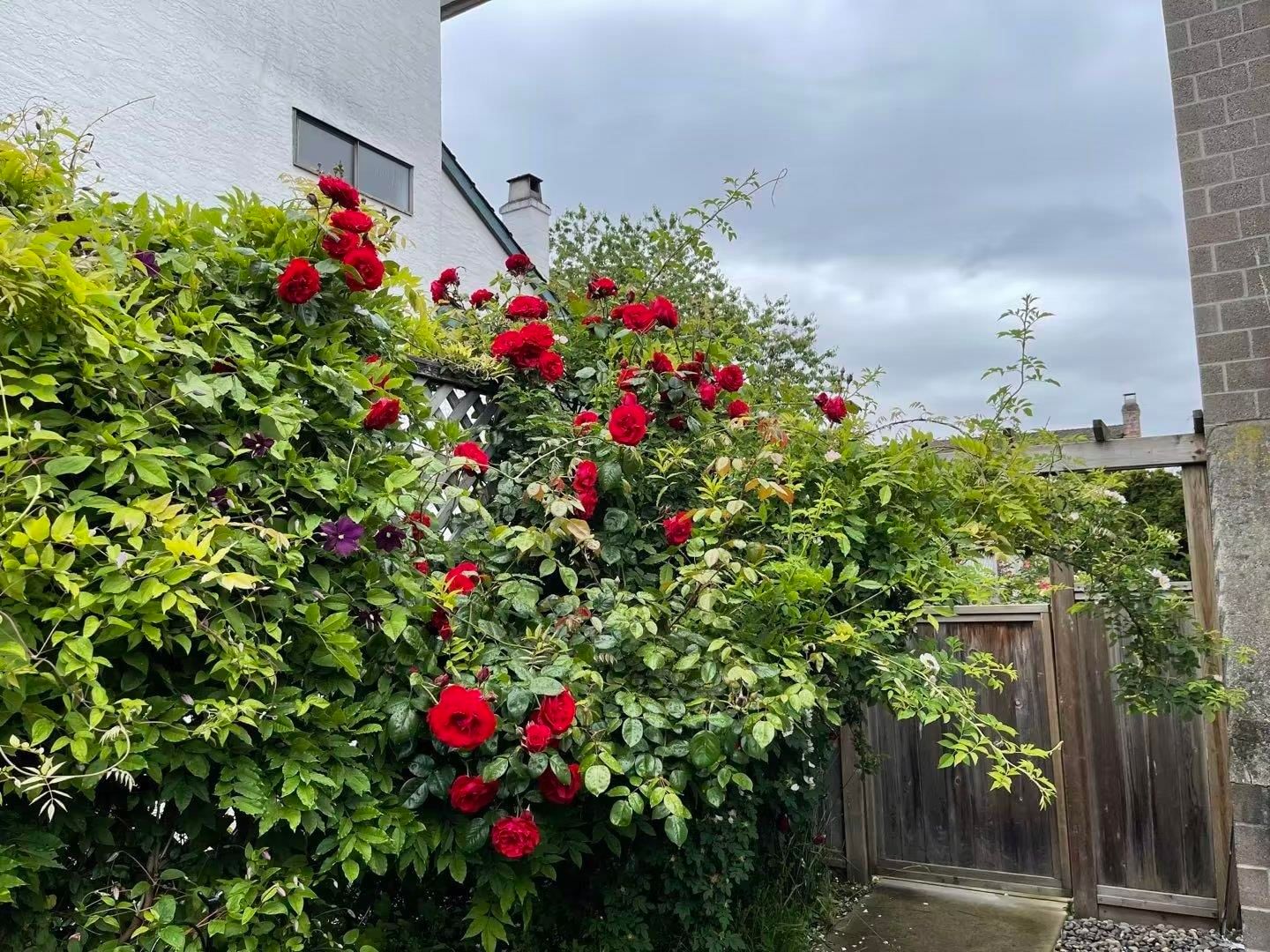 Listing Image 20