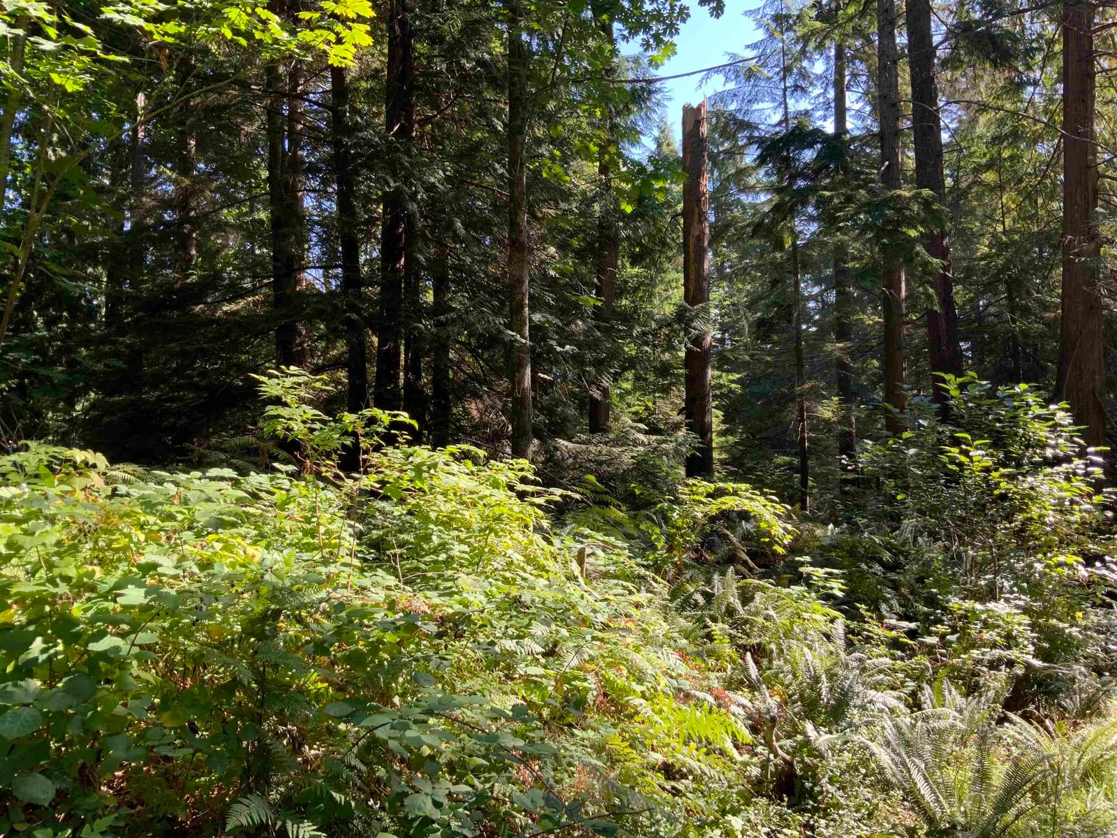 Listing Image 17