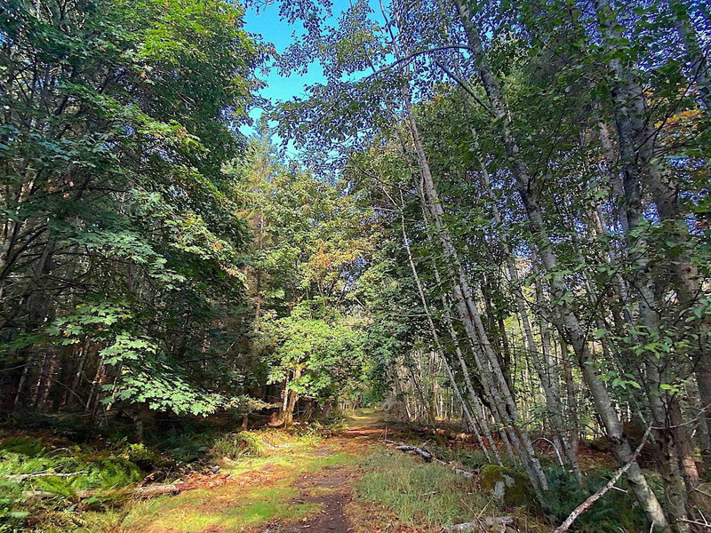 Lot 16 Dl 71 And 77 Bodega Beach Drive, Galiano Island, V0N 1P0 | Image 2