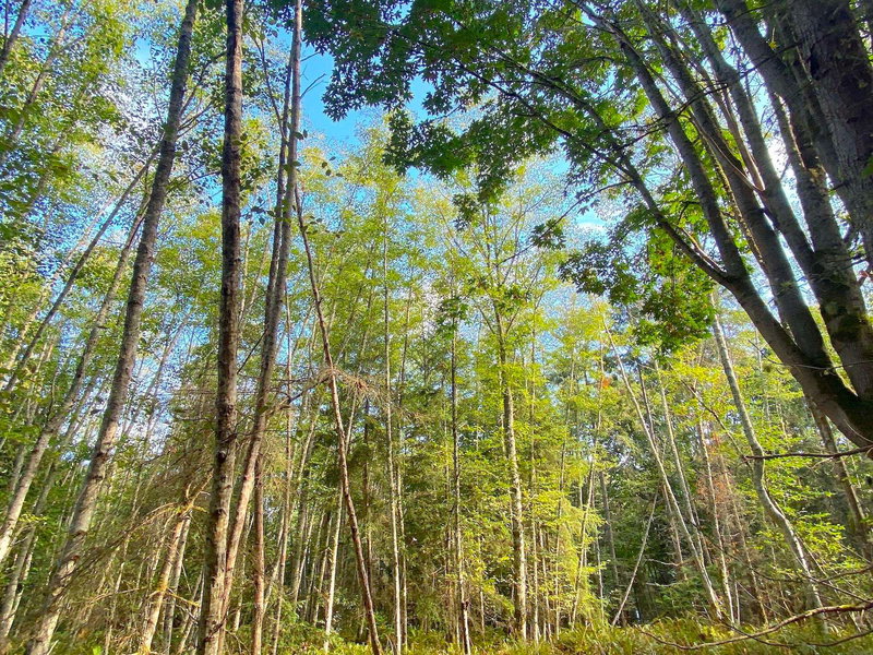 Lot 16 Dl 71 And 77 Bodega Beach Drive, Galiano Island, V0N 1P0 | Image 3