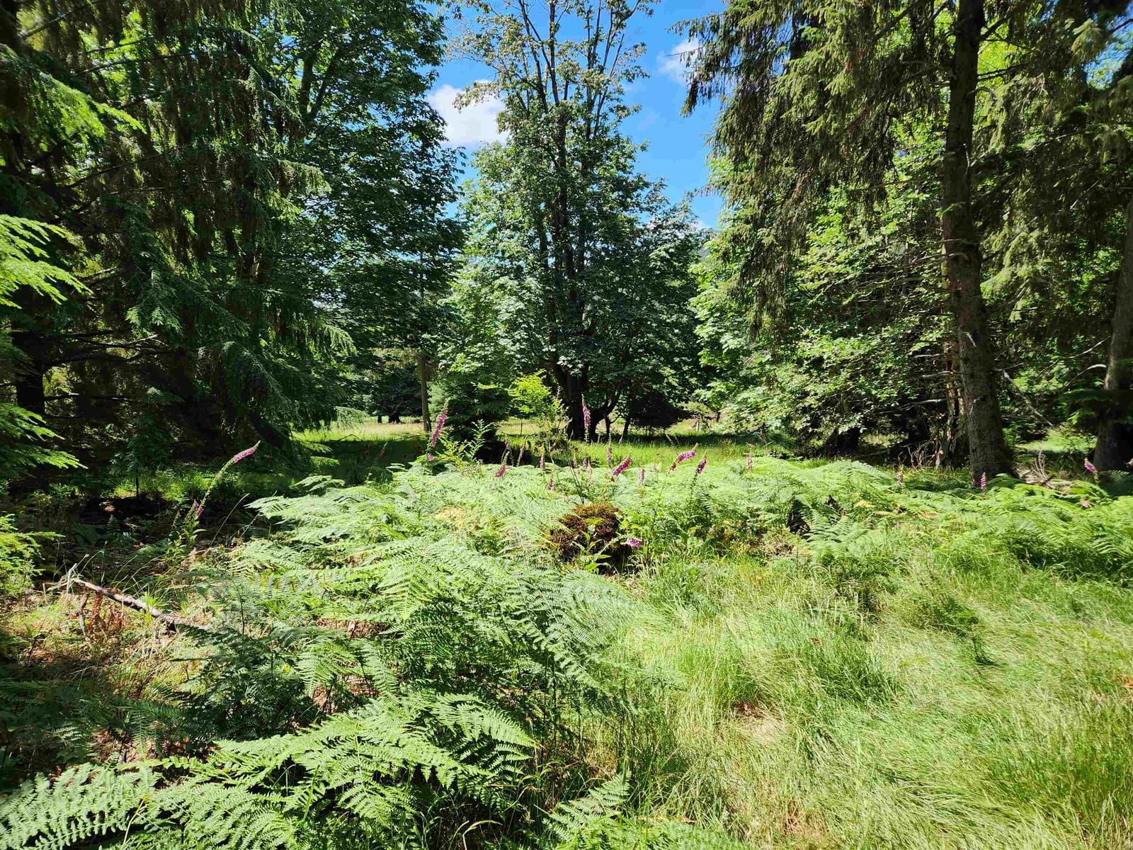 Listing Image 21