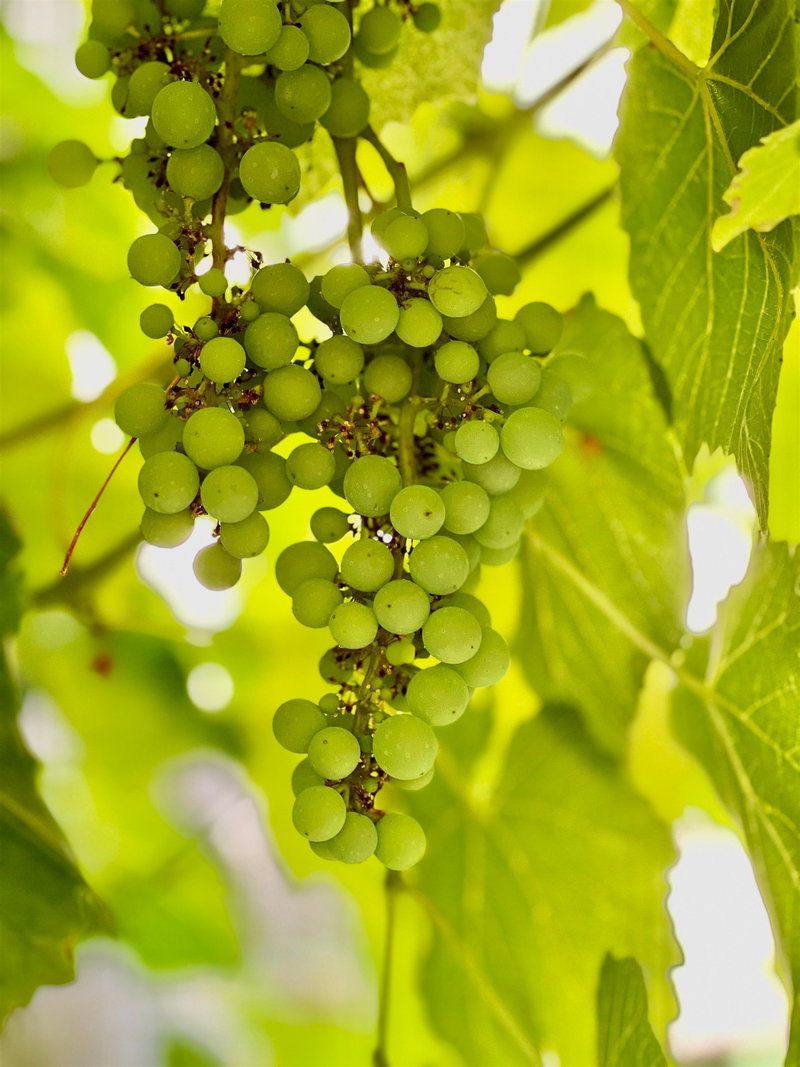 10495 Yarmish Drive, Richmond, V7E 5L5 | Image 3