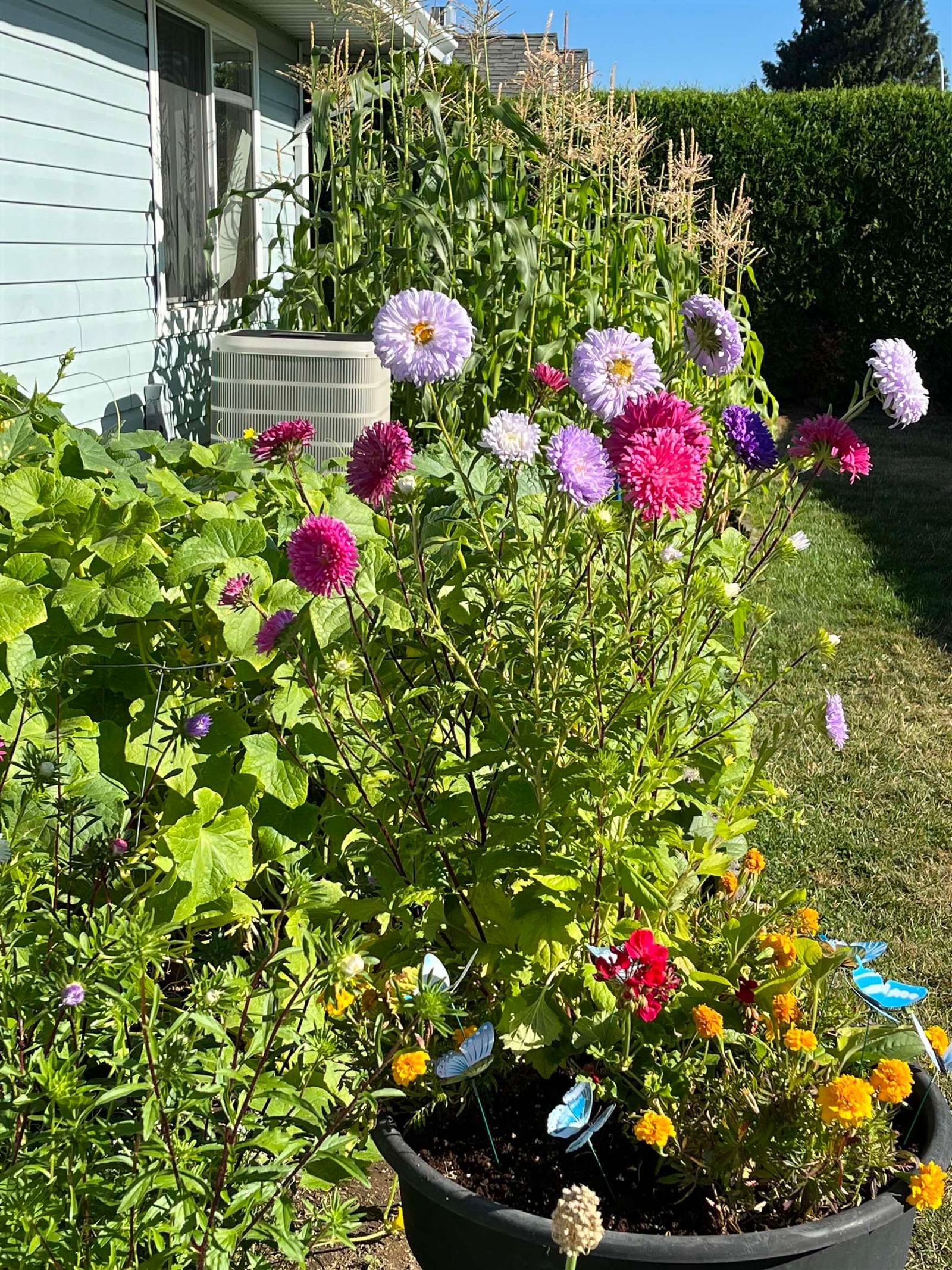 Listing Image 38