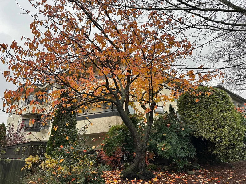 301 - 8645 Osler Street, Vancouver, V6P 4E6 | Image 2