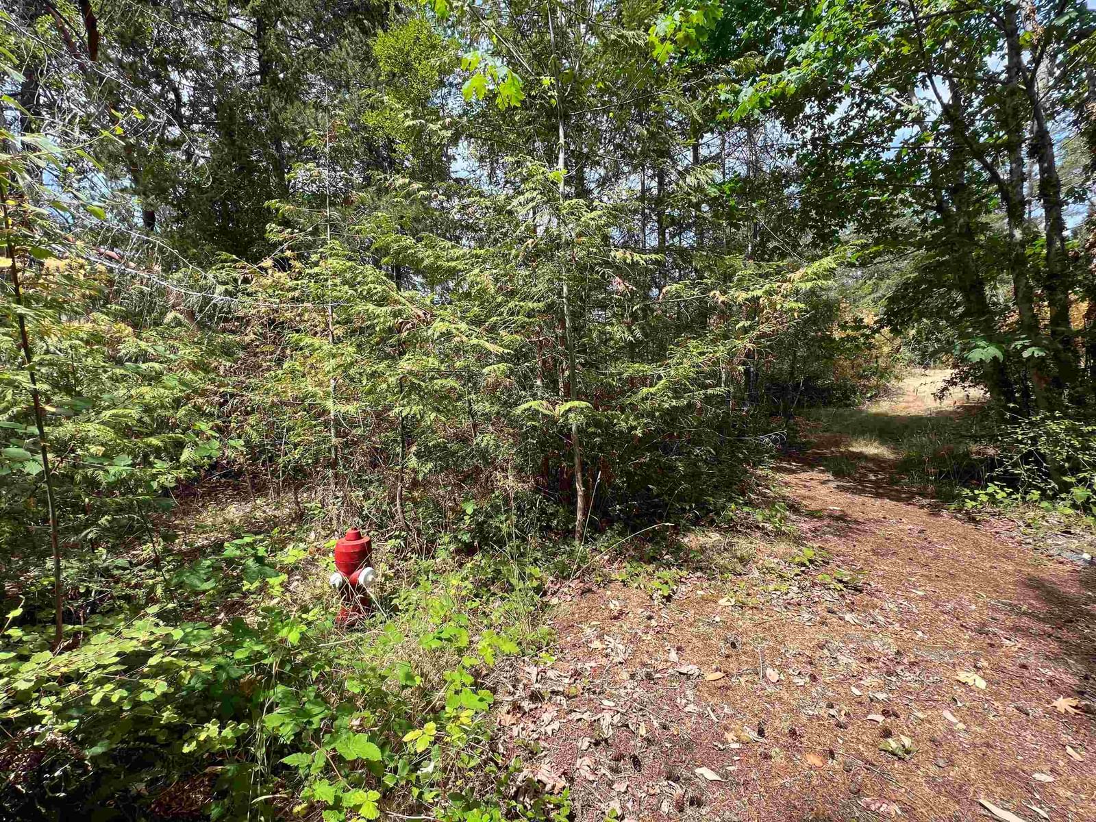 Listing Image 21