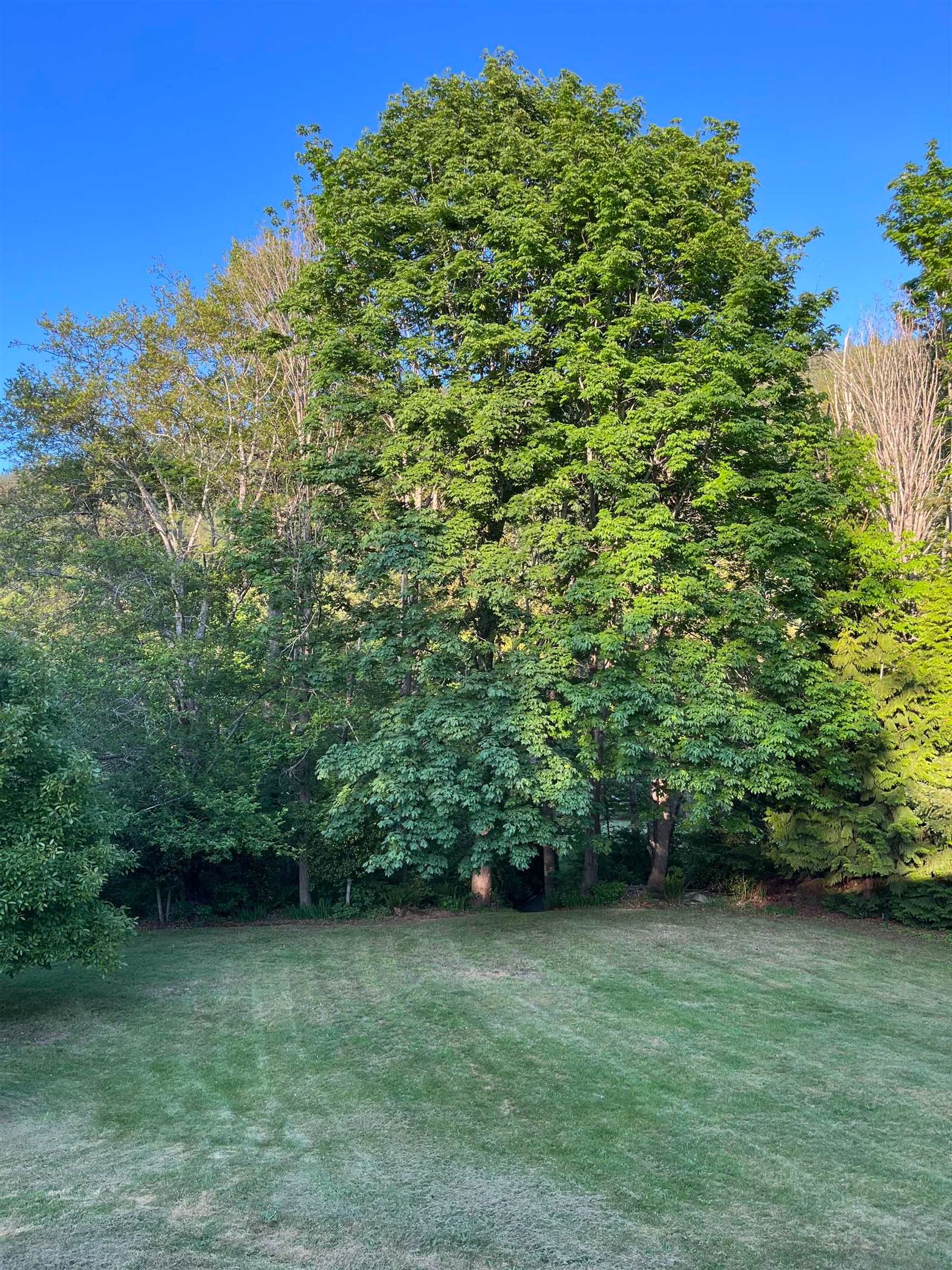 Listing Image 39