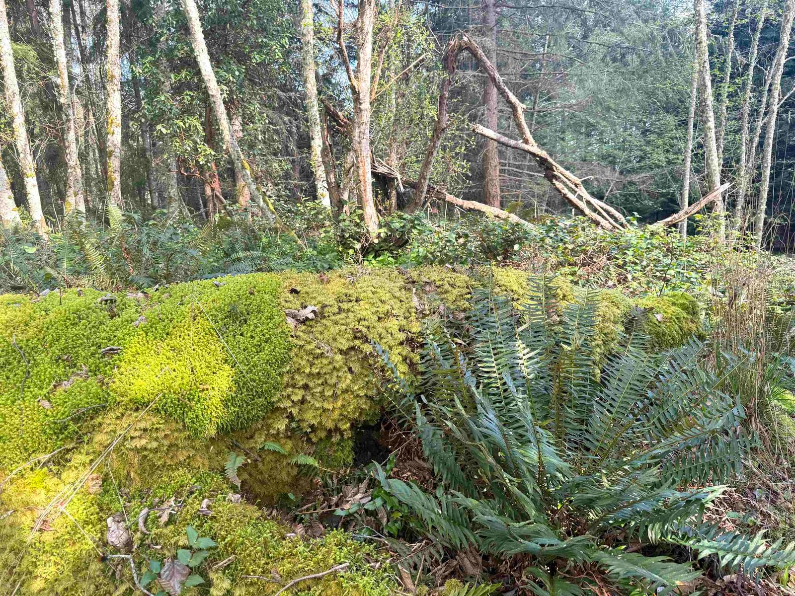 Listing Image 11