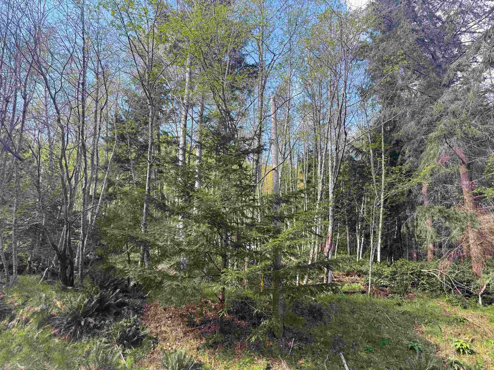 Listing Image 13