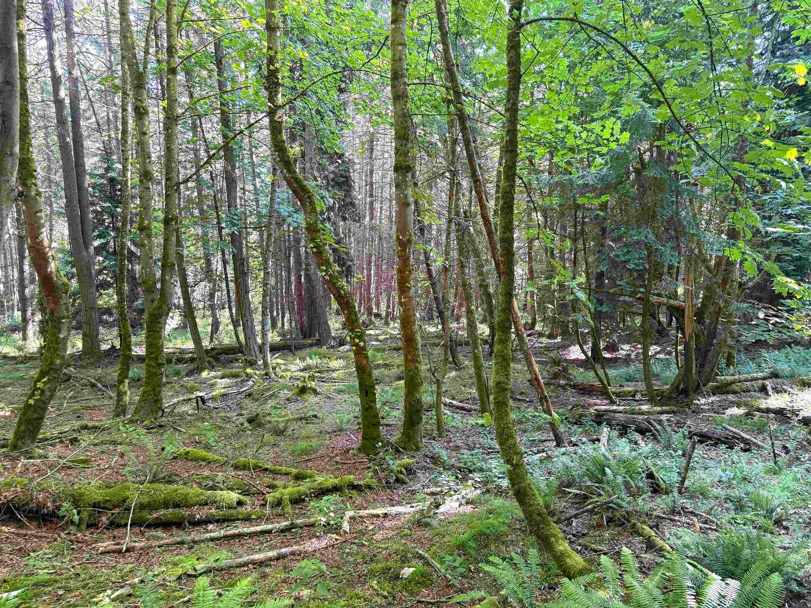 Listing Image 5