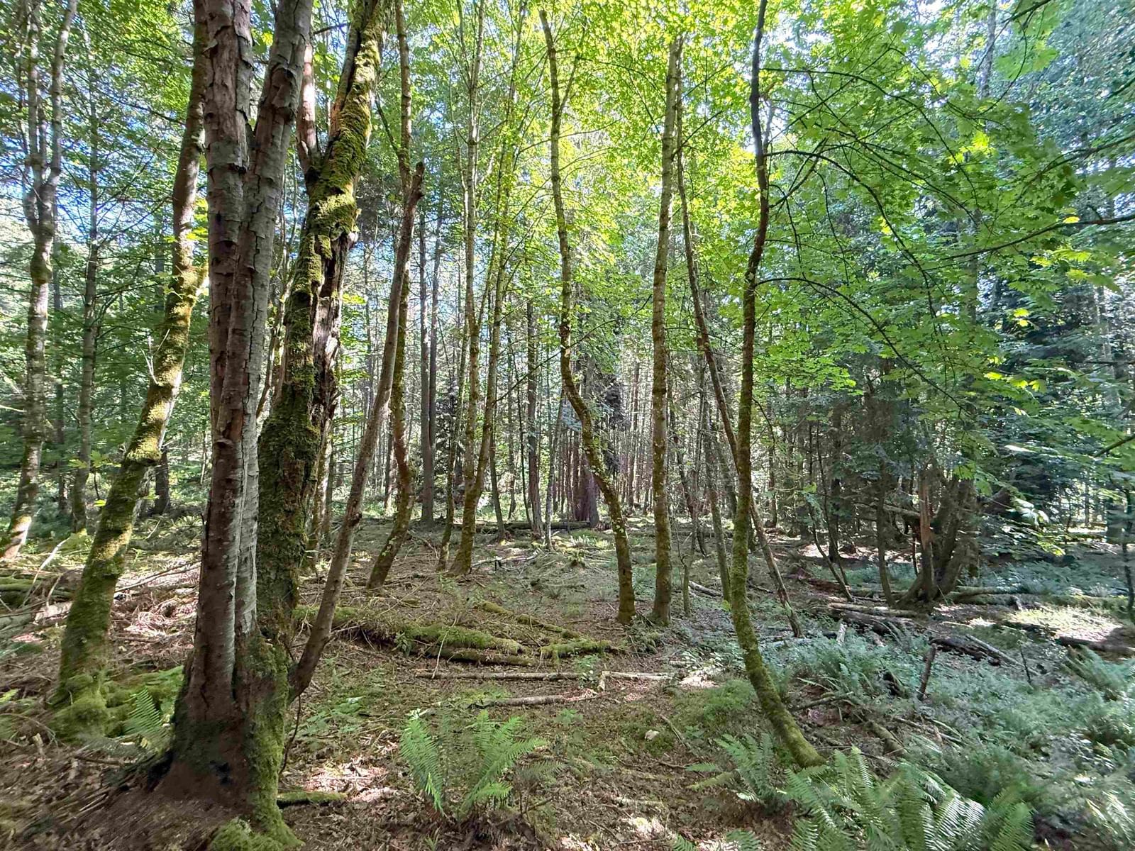 Listing Image 6