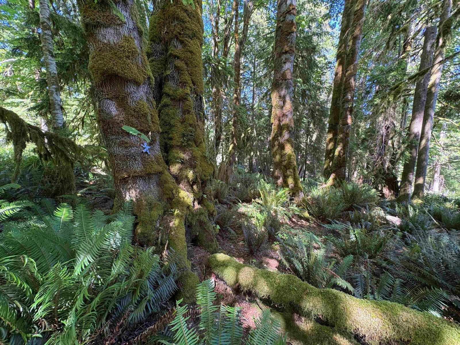 Listing Image 6