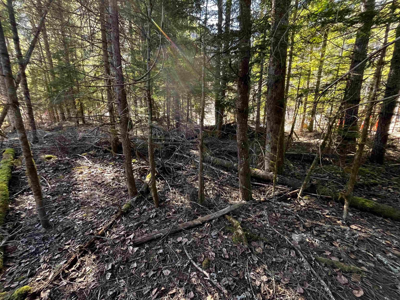 Listing Image 8