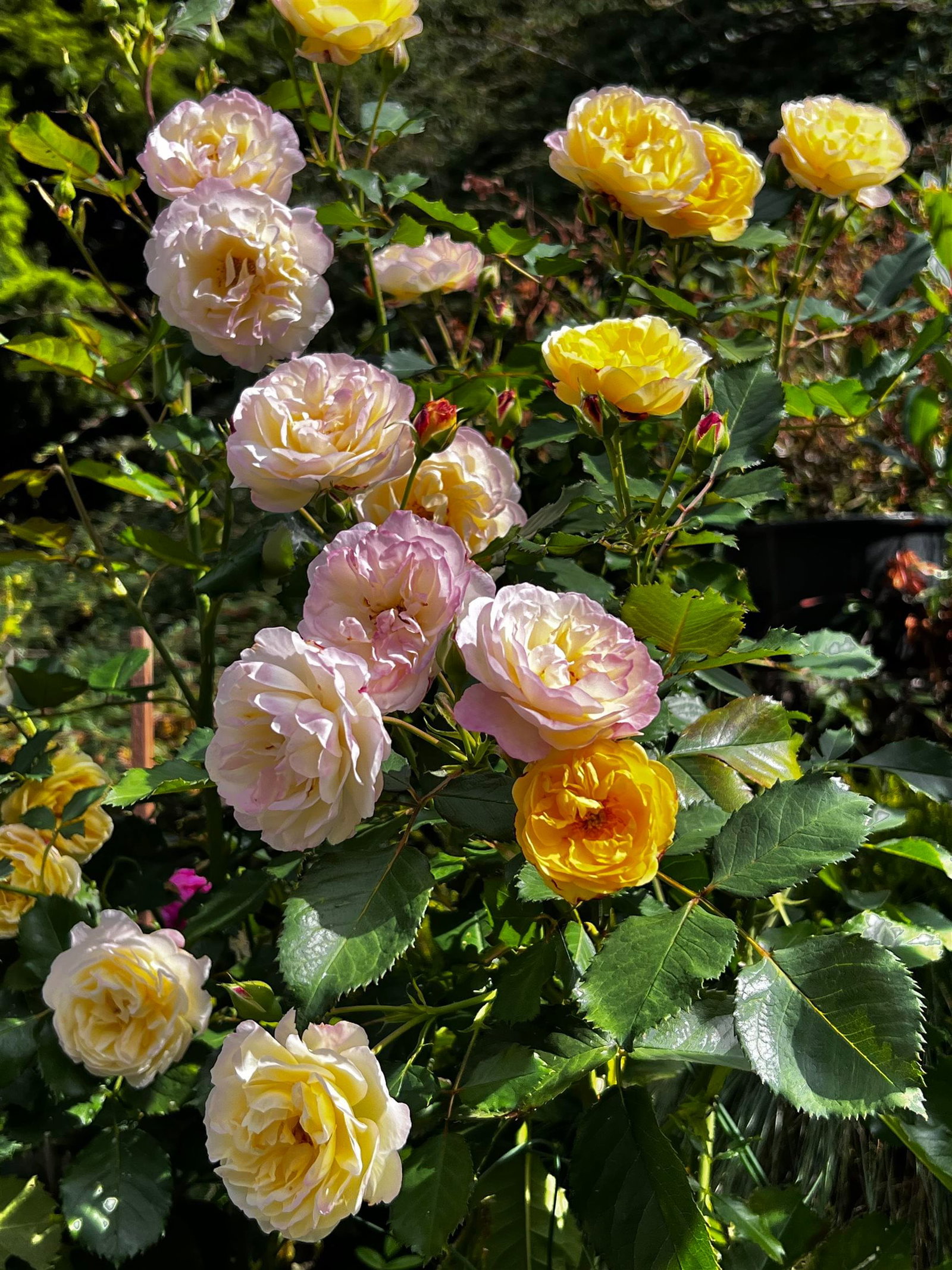 Listing Image 32